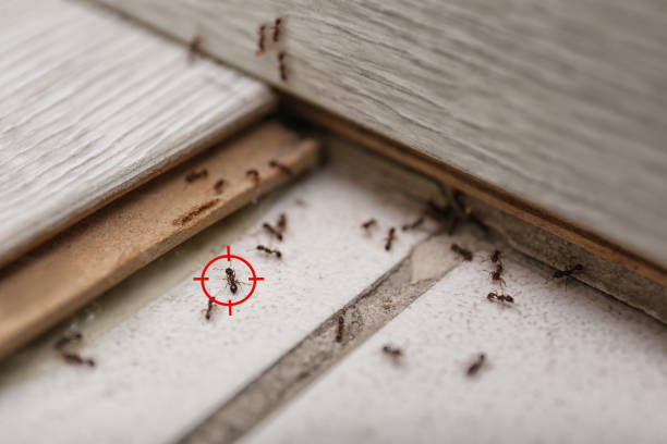 Best Pest Removal Services  in Town Line, NY
