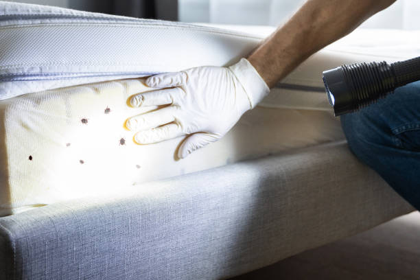 Best Best Pest Control Companies  in Town Line, NY