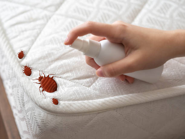 Best Wasp Removal Services  in Town Line, NY