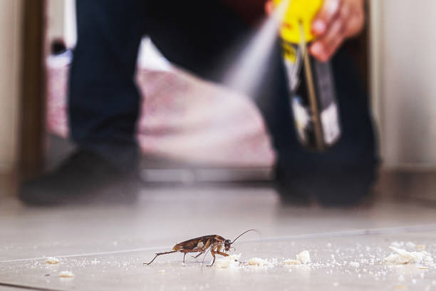 Best Cockroach Control Services  in Town Line, NY